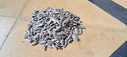 CHILLATAI Organic Premium Sunflower Seeds Birds Food for Grey Parrot | Premium All Life Stages Bird Food for Indian Parrots, Macaw, Cockatoo (1KG) - Image 1