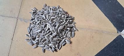CHILLATAI Organic Premium Sunflower Seeds Birds Food for Grey Parrot | Premium All Life Stages Bird Food for Indian Parrots, Macaw, Cockatoo (1KG) - Image 2