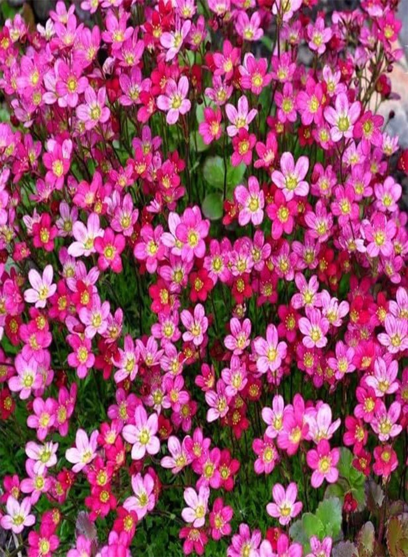 GGOOT Saxifrage Rose Robe 10 seeds + Plant tag +  - Rockery - Saxifraga arendsii