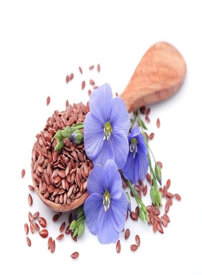 U360 Orgenic Alsi Flax Seeds - Rich in Omega-3, Protein & Fiber | Raw Seeds for Eating & Hair Growth U360_Alsi_flax-Seeds_GG_1kg - Image 3