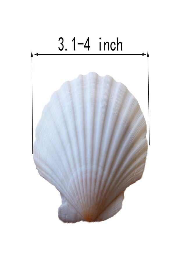 PLOOTA 15 Pcs Sea Shells (3.1-3.5inch) White Large Scallop Shells for Baking Cooking, Big Natural Clam Seashells for DIY Crafts Seashell Beach Decorating for Home Decor - Image 2