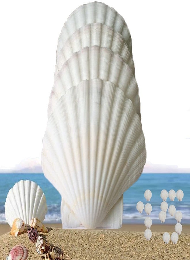 PLOOTA 15 Pcs Sea Shells (3.1-3.5inch) White Large Scallop Shells for Baking Cooking, Big Natural Clam Seashells for DIY Crafts Seashell Beach Decorating for Home Decor - Image 1