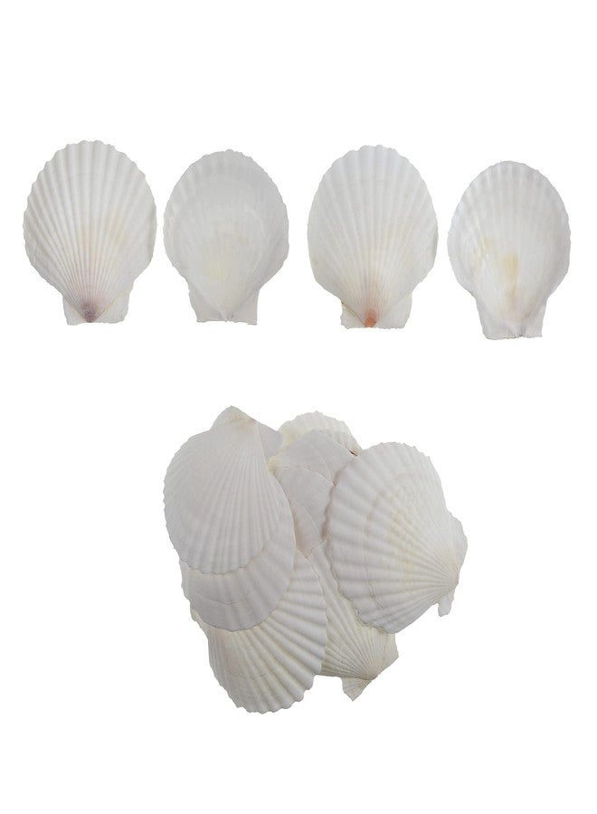 PLOOTA 15 Pcs Sea Shells (3.1-3.5inch) White Large Scallop Shells for Baking Cooking, Big Natural Clam Seashells for DIY Crafts Seashell Beach Decorating for Home Decor - Image 3