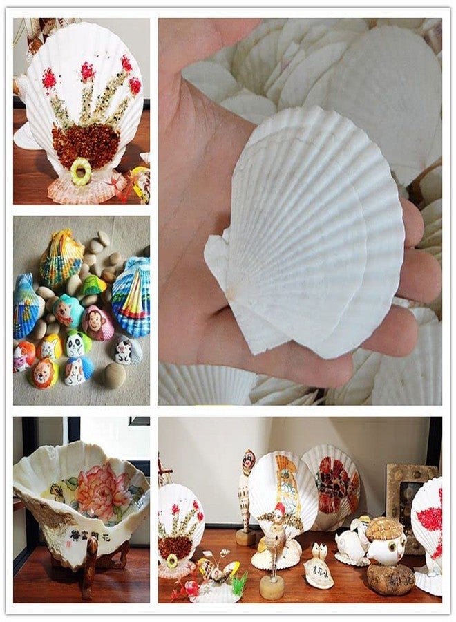 PLOOTA 15 Pcs Sea Shells (3.1-3.5inch) White Large Scallop Shells for Baking Cooking, Big Natural Clam Seashells for DIY Crafts Seashell Beach Decorating for Home Decor - Image 5