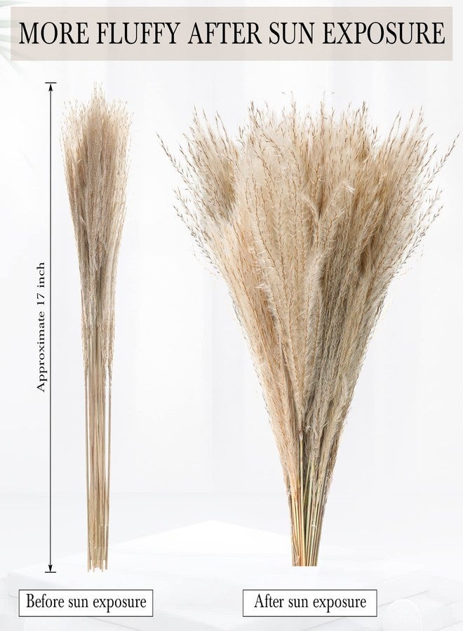 جانينكا 200 قطعة من عشب البامباس المجفف لتزيين حفلات الزفاف، بطول 17 بوصة، باقة من عشب البامباس البني والأبيض، مناسبة لحفلات الزفاف والمناسبات المنزلية والحفلات الريفية. - Image 2