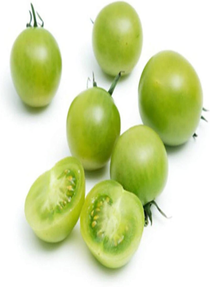 GGOOT 400Pcs Vegetable Seeds Easy Storage Perennial Fast Growing Tomato Seeds Garden Accessories Seeds - Image 3