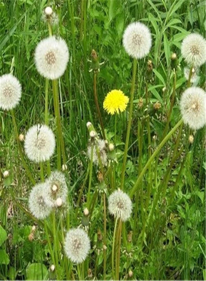 GGOOT 50Pcs/Bag Dandelion Seeds Heirloom Prolific White Easy Plant Taraxacum Mongolicum Seeds for Home Easy to Plant,Gardening,Home Decor - Seed - Image 2