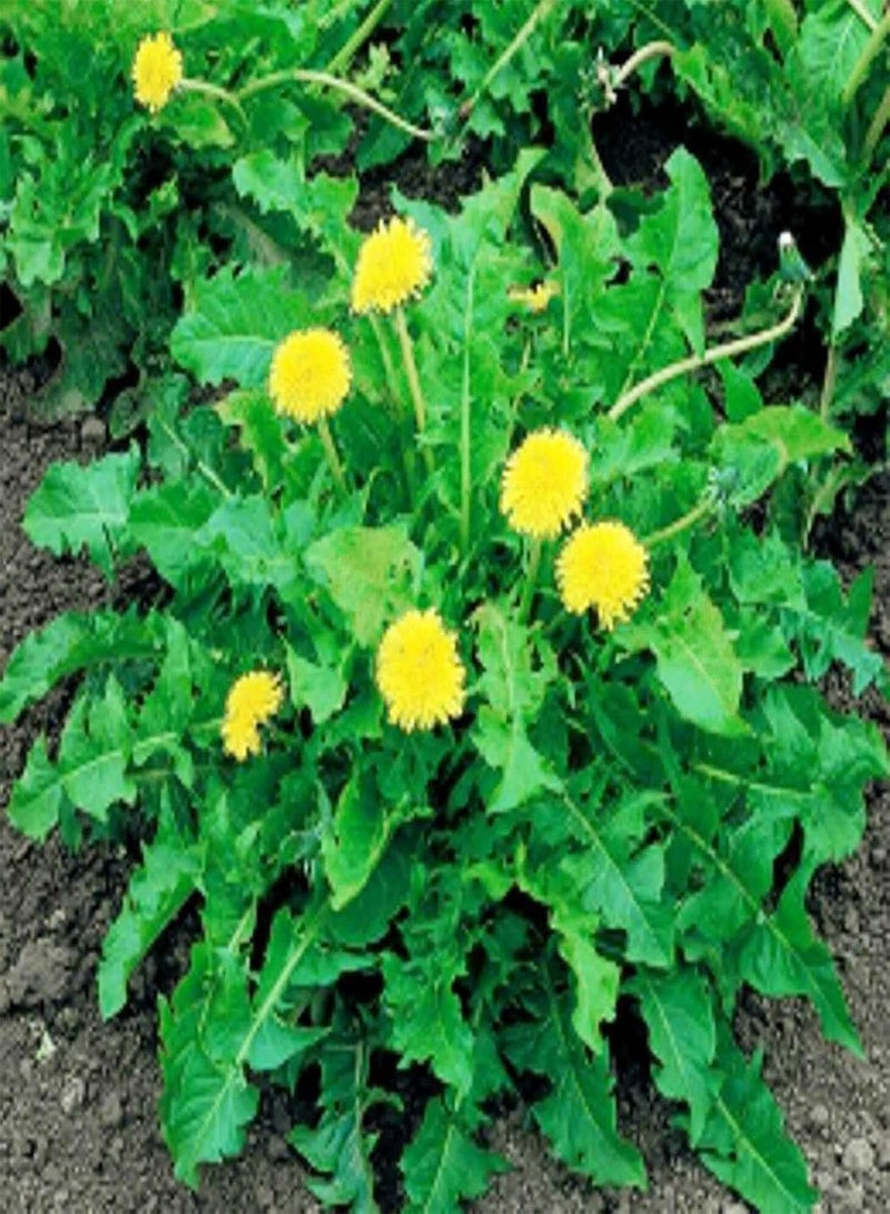 GGOOT 50Pcs/Bag Dandelion Seeds Heirloom Prolific White Easy Plant Taraxacum Mongolicum Seeds for Home Easy to Plant,Gardening,Home Decor - Seed - Image 1