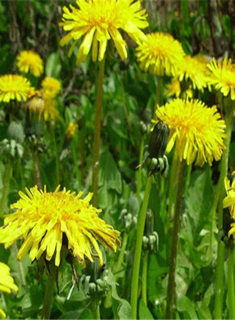 GGOOT 50Pcs/Bag Dandelion Seeds Heirloom Prolific White Easy Plant Taraxacum Mongolicum Seeds for Home Easy to Plant,Gardening,Home Decor - Seed - Image 5