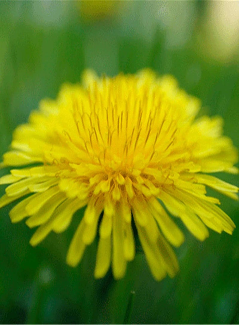 GGOOT 50Pcs/Bag Dandelion Seeds Heirloom Prolific White Easy Plant Taraxacum Mongolicum Seeds for Home Easy to Plant,Gardening,Home Decor - Seed - Image 4