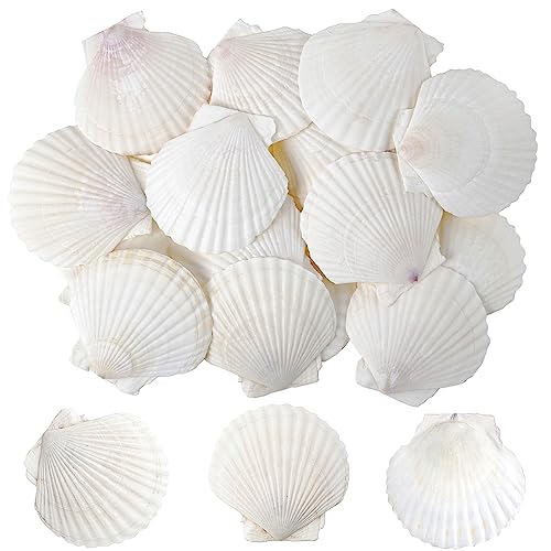 SINKOO 25 PCS Small Scallop Shells 2"-3" White Natural Seashell for DIY Craft Mermaid Beach Wedding Home Decoration - Image 1