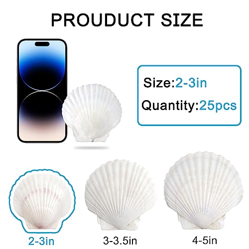 SINKOO 25 PCS Small Scallop Shells 2"-3" White Natural Seashell for DIY Craft Mermaid Beach Wedding Home Decoration - Image 2