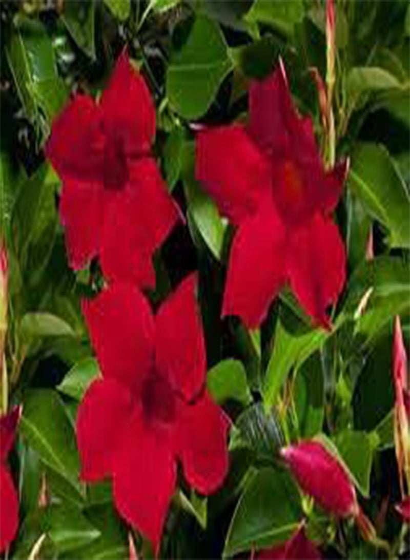 جي جوت 8 قطع من بذور زهرة زنبق سيجو