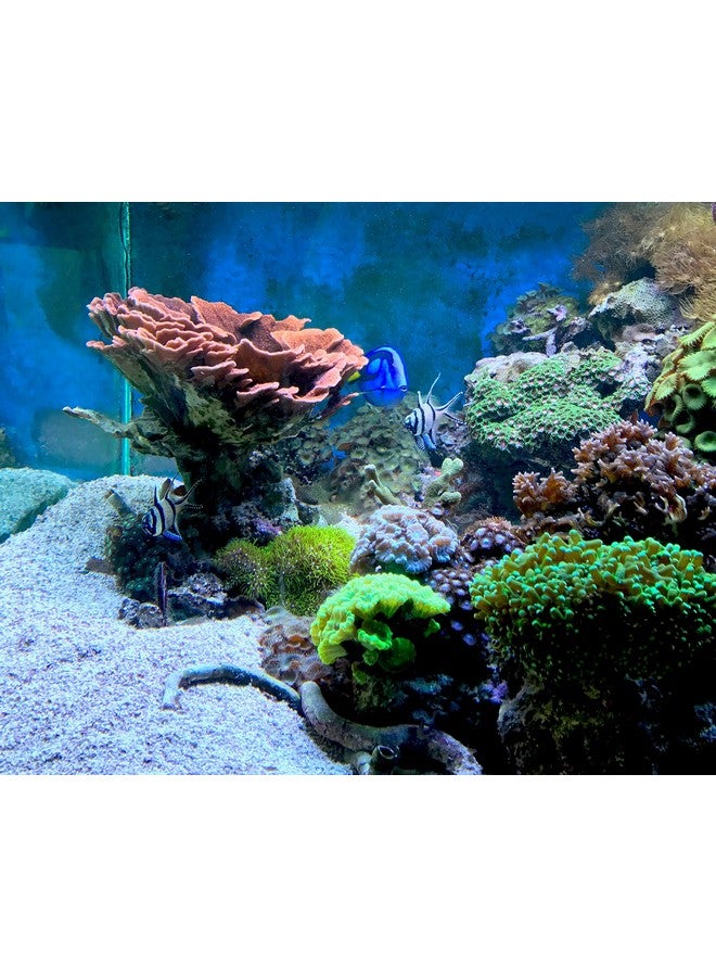 سي تشيم مرشح المد والجزر الكربوني المصفوفي 55 من Seachem Laboratories 6509 سعة 140 مل - Image 4