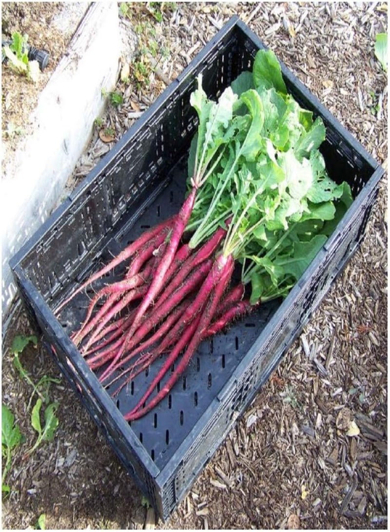 GGOOT Italian Radish - Candela DI Fuoco - 750