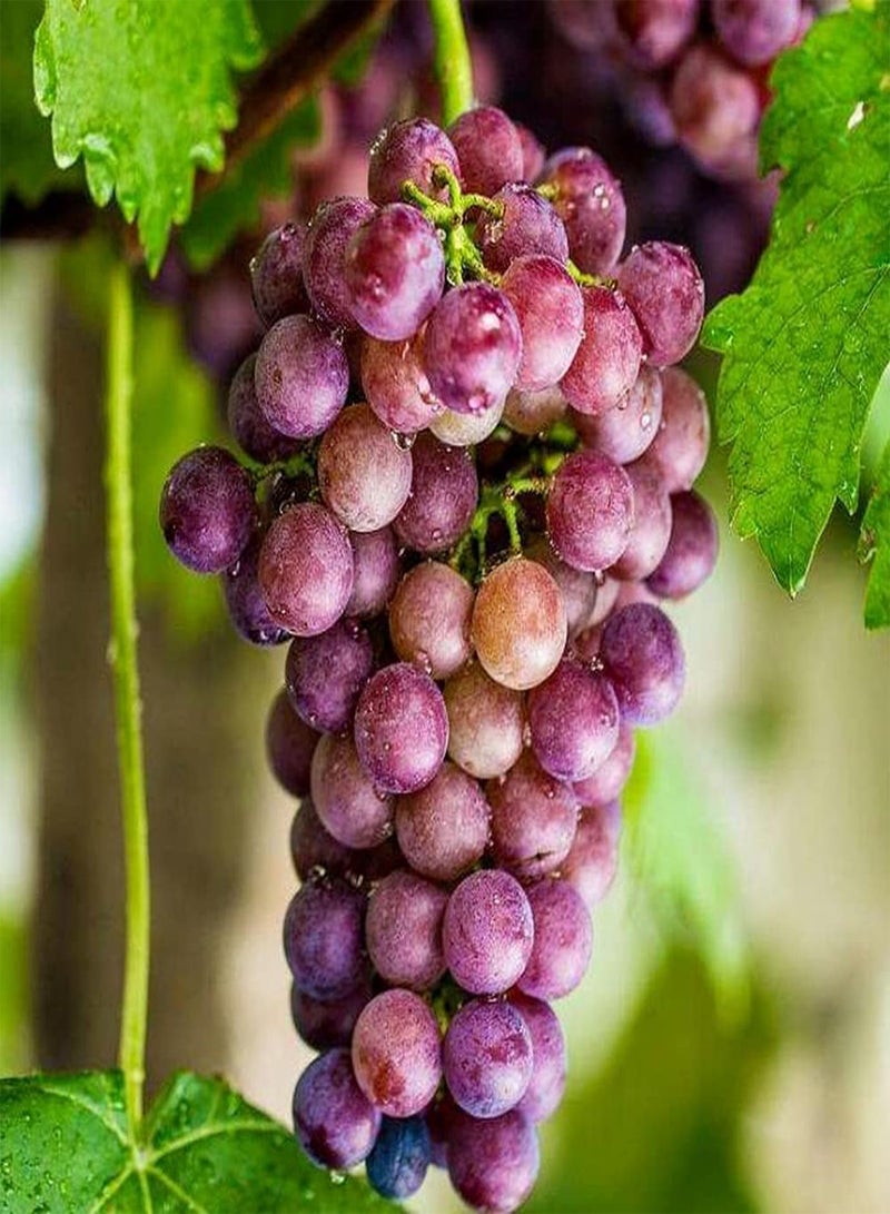 جي جوت 50 قطعة من بذور العنب غير المعدلة وراثيًا، فاكهة متسلقة معلقة من سلة معلقة، شكل منظر طبيعي فريد مختلف له قيمة زخرفية - Image 3