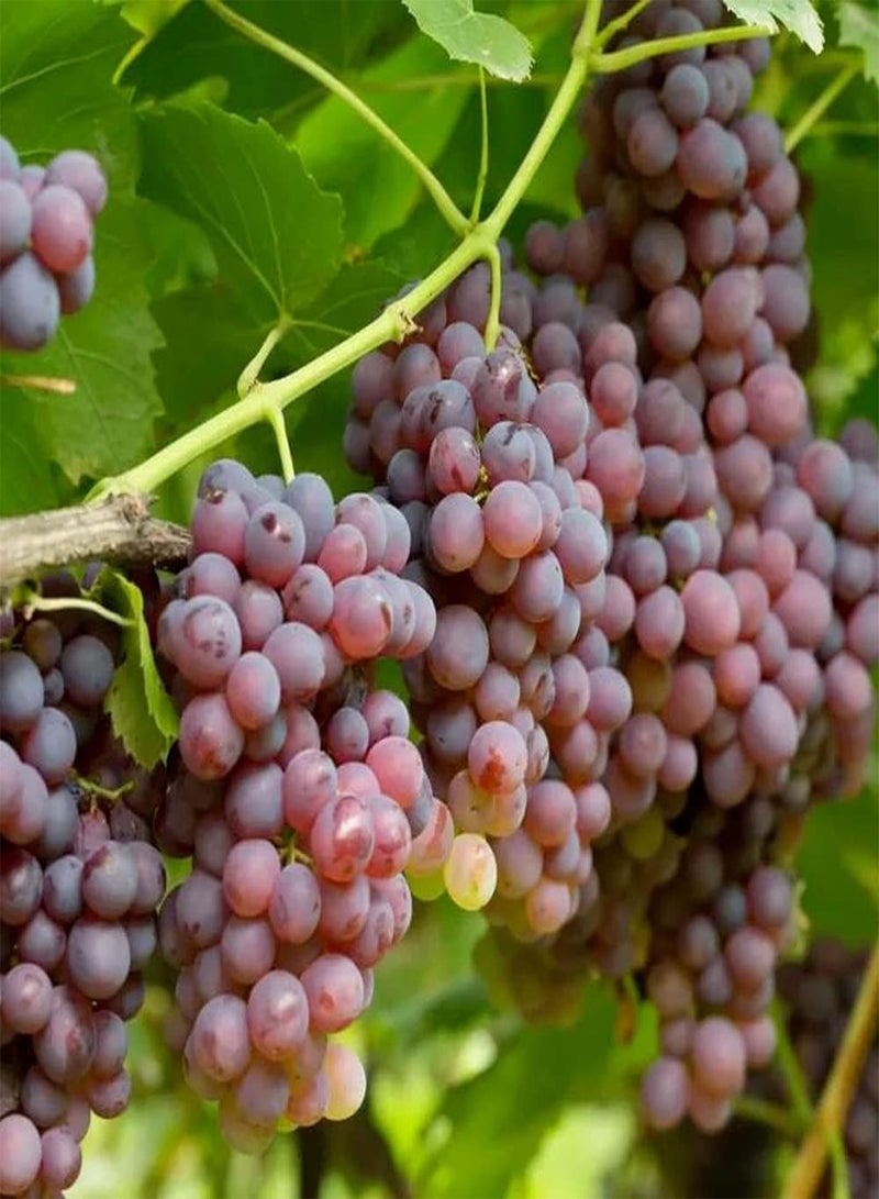 جي جوت 50 قطعة من بذور العنب غير المعدلة وراثيًا، فاكهة متسلقة معلقة من سلة معلقة، شكل منظر طبيعي فريد مختلف له قيمة زخرفية - Image 2