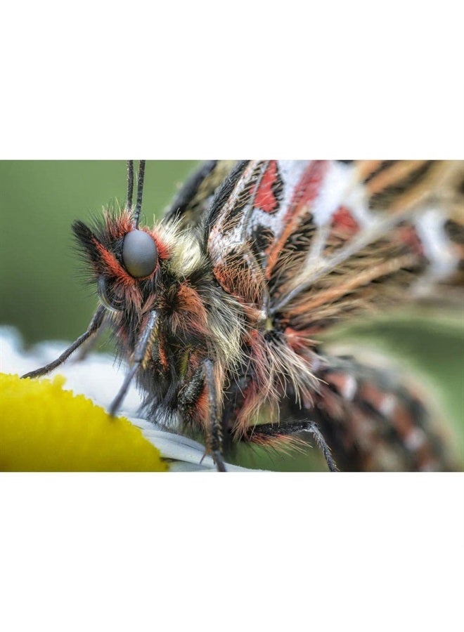 LAOWA Venus Laowa 100mm f/2.8 2X Ultra Macro APO Lens for Nikon F - Image 2