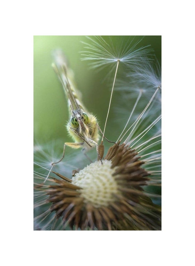 LAOWA Venus Laowa 100mm f/2.8 2X Ultra Macro APO Lens for Nikon F - Image 3