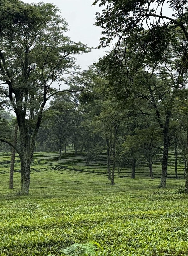 Himalayan Brew عسل أبيض من أكاسيا عالي الارتفاع من هيمالايا برو (عسل هيمالايا نقي) - Image 4