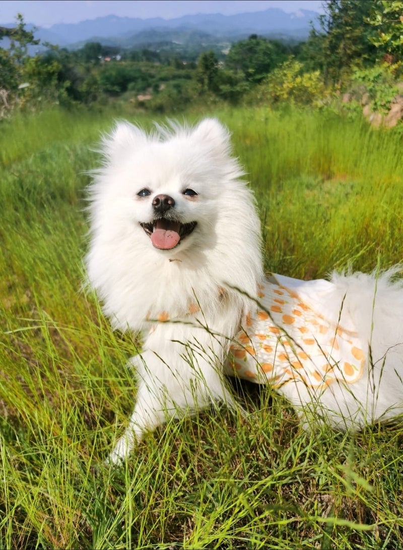 A.M Pet Cute Fruit Graphic Print Dress Clothes For Dogs, Kittens And Cats For Summer With Collar Set - Image 2