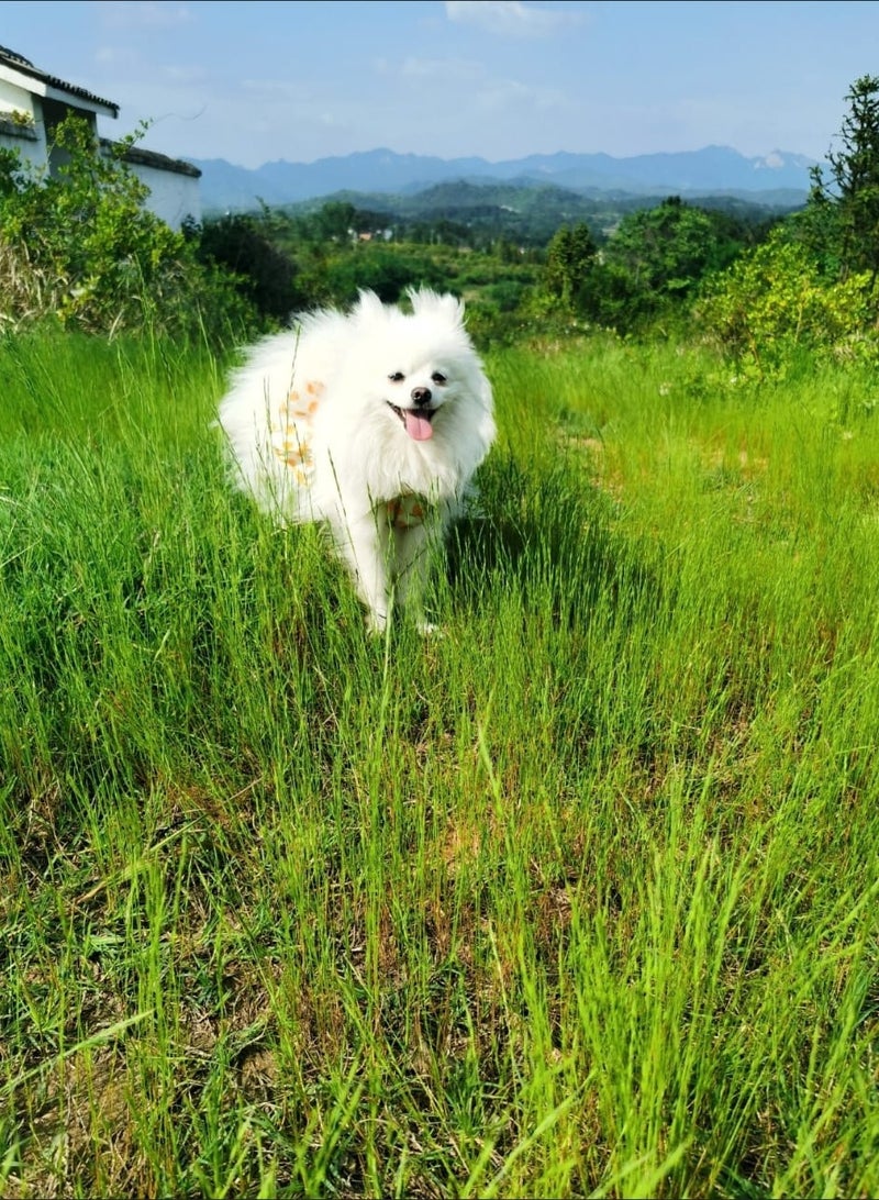 A.M Pet Cute Fruit Graphic Print Dress Clothes For Dogs, Kittens And Cats For Summer With Collar Set - Image 3