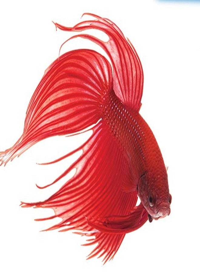 API BETTAFIX Antibacterial & Antifungal Betta Fish Infection and Fungus Remedy 1.7-Ounce Bottle - Image 2