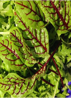 Organic Sprouting Red Veined Sorrel Microgreens Seeds - 50 Microgreen Seeds Approx.