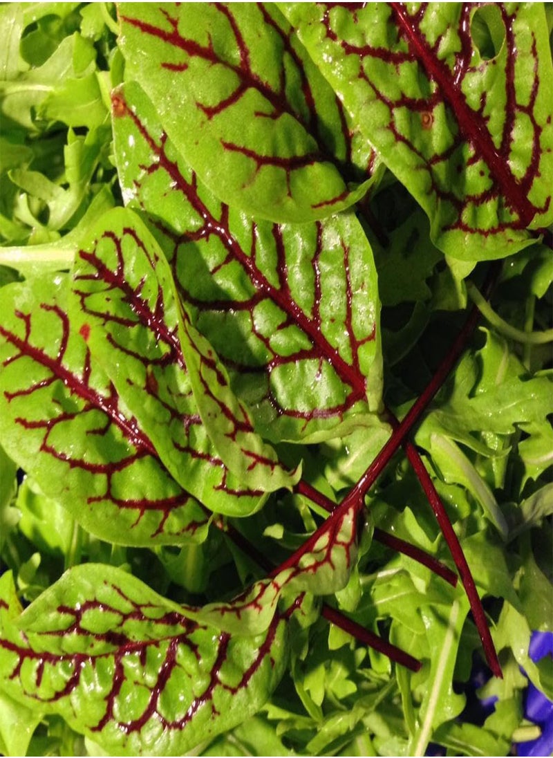 GGOOT - Organic Sprouting Red Veined Sorrel Microgreens Seeds - 50 Microgreen Seeds Approx. - Image 1
