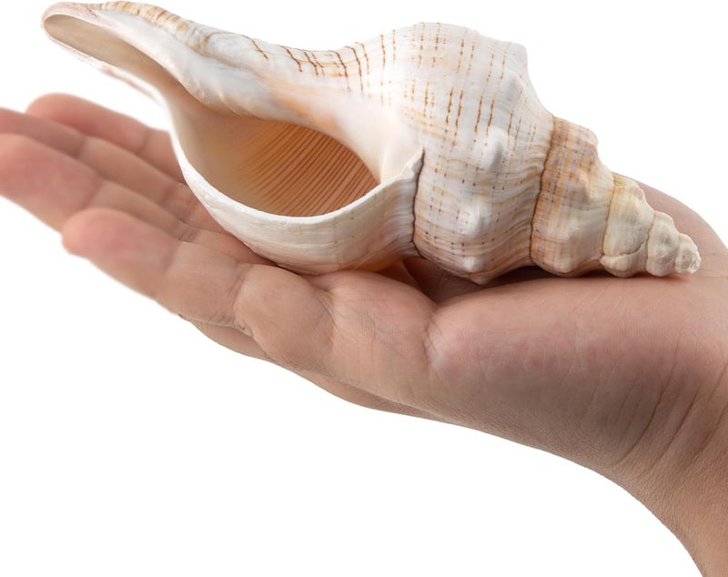 SINKOO Conch Shell Large Natural Seashells Perfect for Fish Tank Wedding Decor Beach Theme Party, Home Decorations,DIY Crafts, (YJL) - Image 2