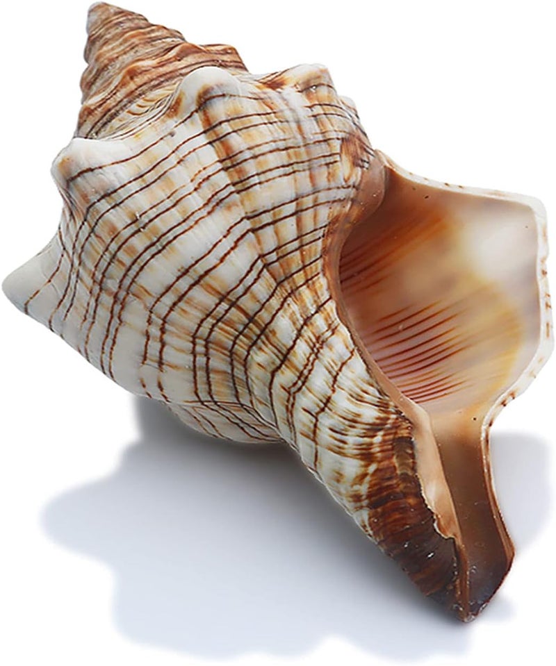 SINKOO Conch Shell Large Natural Seashells Perfect for Fish Tank Wedding Decor Beach Theme Party, Home Decorations,DIY Crafts, (YJL) - Image 1