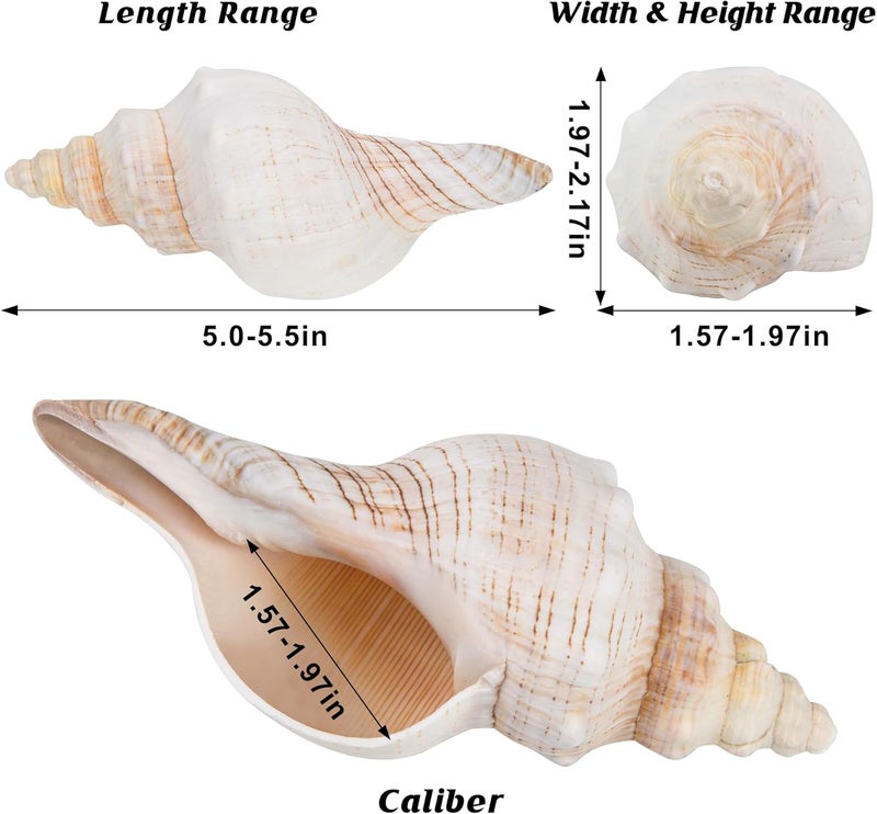 SINKOO Conch Shell Large Natural Seashells Perfect for Fish Tank Wedding Decor Beach Theme Party, Home Decorations,DIY Crafts, (YJL) - Image 3