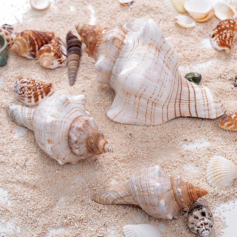SINKOO Conch Shell Large Natural Seashells Perfect for Fish Tank Wedding Decor Beach Theme Party, Home Decorations,DIY Crafts, (YJL) - Image 4