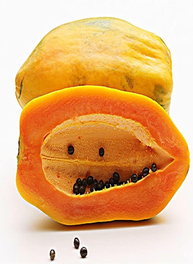 جي جوت 50 قطعة من بذور البابايا غير المعدلة وراثيًا، بذور فاكهة موروثة، أساسية للمزارع الخارجية، نبات سهل لا يحتاج إلى الكثير من العناية، مناسب للمبتدئين - Image 3