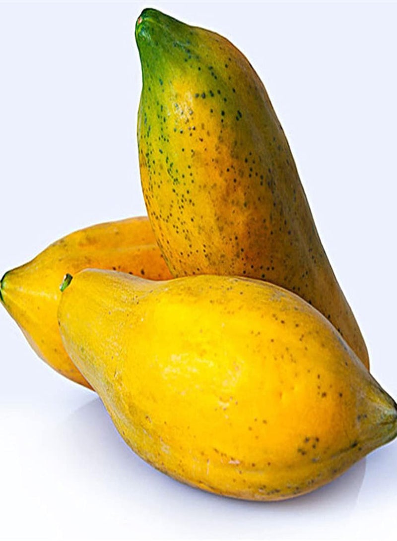 جي جوت 50 قطعة من بذور البابايا غير المعدلة وراثيًا، بذور فاكهة موروثة، أساسية للمزارع الخارجية، نبات سهل لا يحتاج إلى الكثير من العناية، مناسب للمبتدئين - Image 1