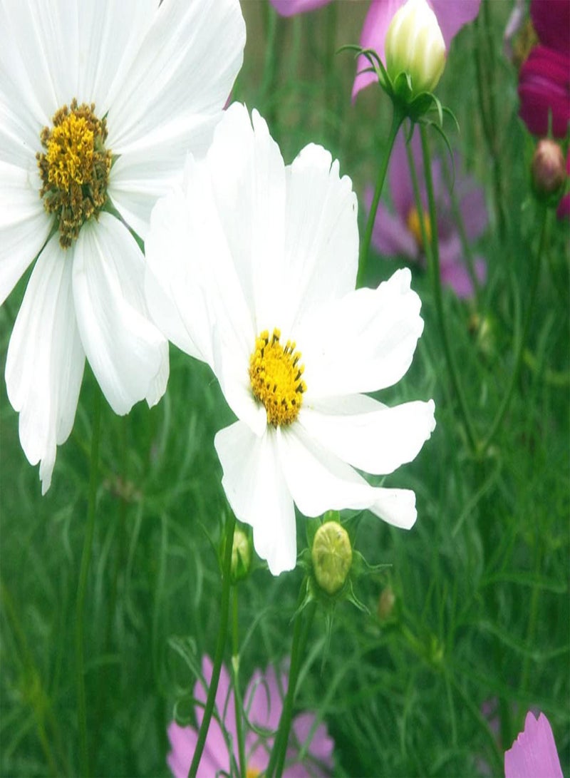 جي جوت 200 قطعة من Witte Kosmos Zaden فناء بالكون خارجي Tuin Gazon Creëer Mooie Sfeer Zeldzame Geschikt ديكوررين Kantoor Vrijetijdsgebieden - Image 2