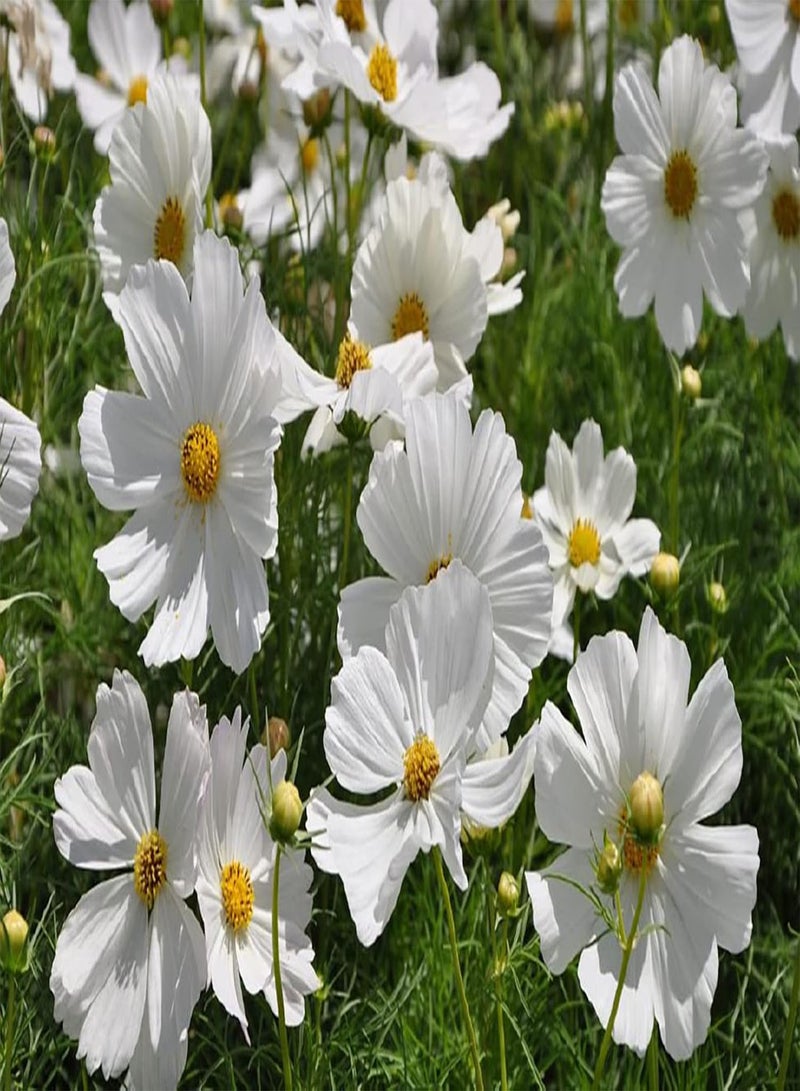 جي جوت 200 قطعة من Witte Kosmos Zaden فناء بالكون خارجي Tuin Gazon Creëer Mooie Sfeer Zeldzame Geschikt ديكوررين Kantoor Vrijetijdsgebieden - Image 1