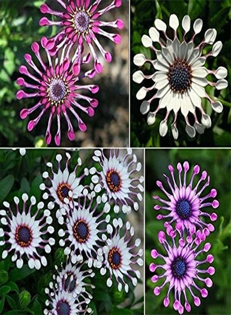جي جوت بذور ديزي أوستيوسبرموم المختلطة، بذور نباتات زهور نادرة ومذهلة من هيفي تورش (25 بذرة) - Image 2