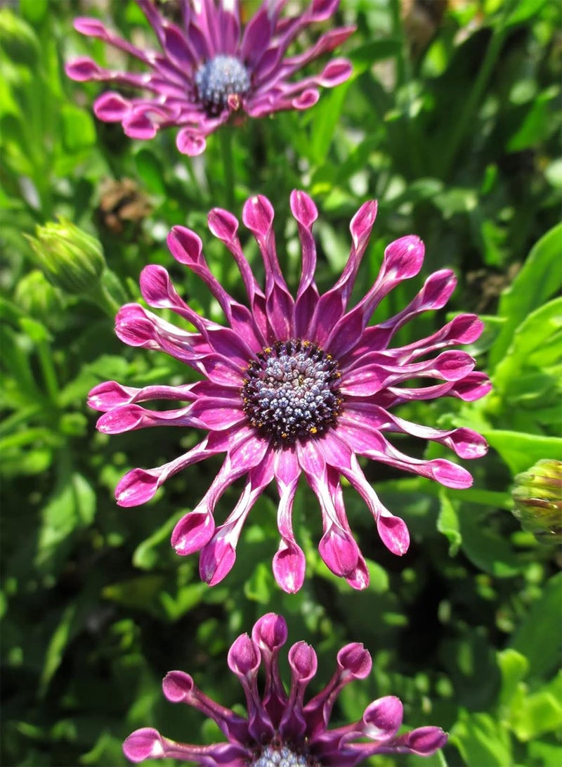 جي جوت بذور ديزي أوستيوسبرموم المختلطة، بذور نباتات زهور نادرة ومذهلة من هيفي تورش (25 بذرة) - Image 4