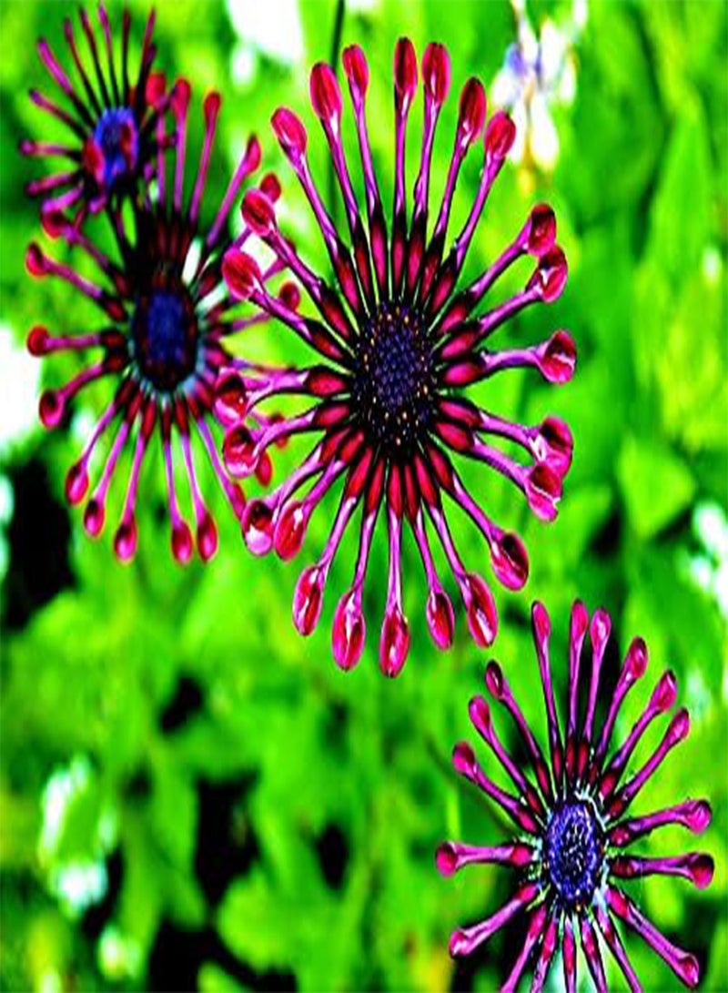 جي جوت بذور ديزي أوستيوسبرموم المختلطة، بذور نباتات زهور نادرة ومذهلة من هيفي تورش (25 بذرة) - Image 3