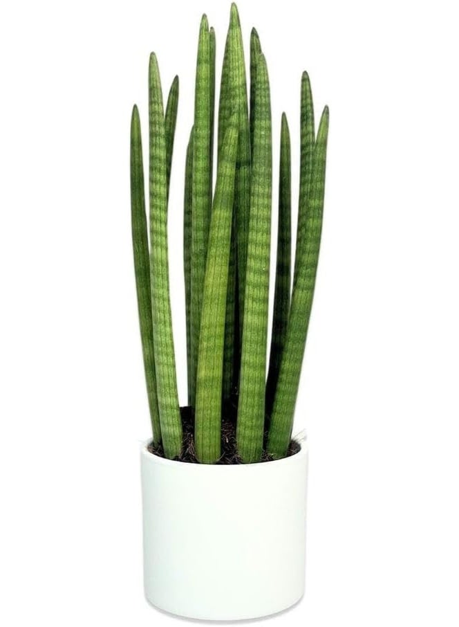 Natural Sansevieria in White Pot, Easy Care Indoor Plant - Image 4