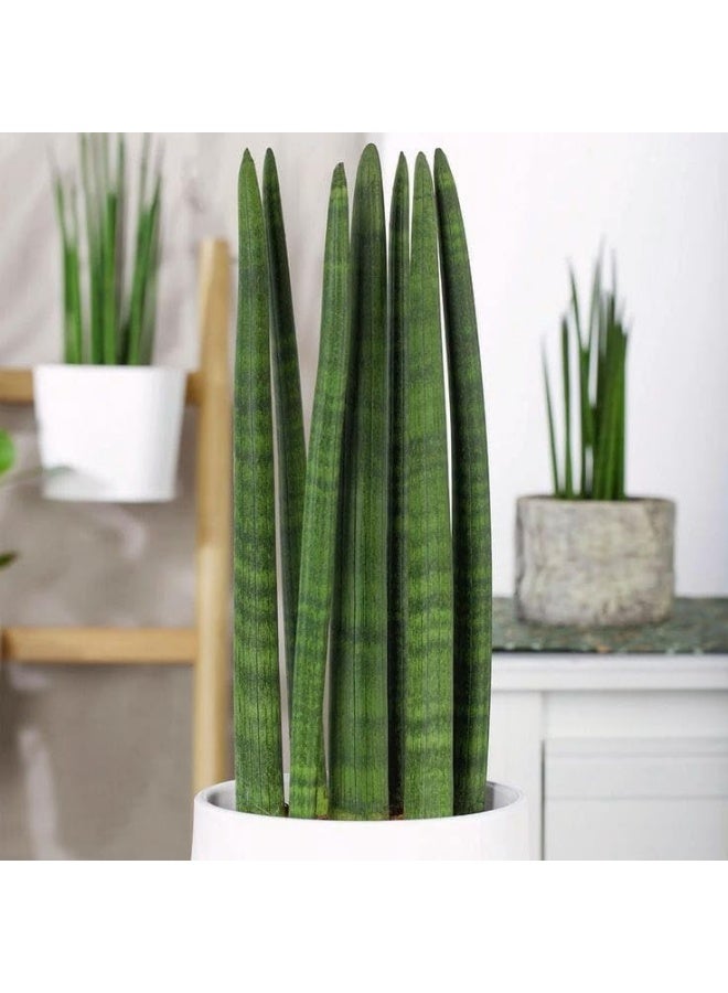 Natural Sansevieria in White Pot, Easy Care Indoor Plant - Image 3