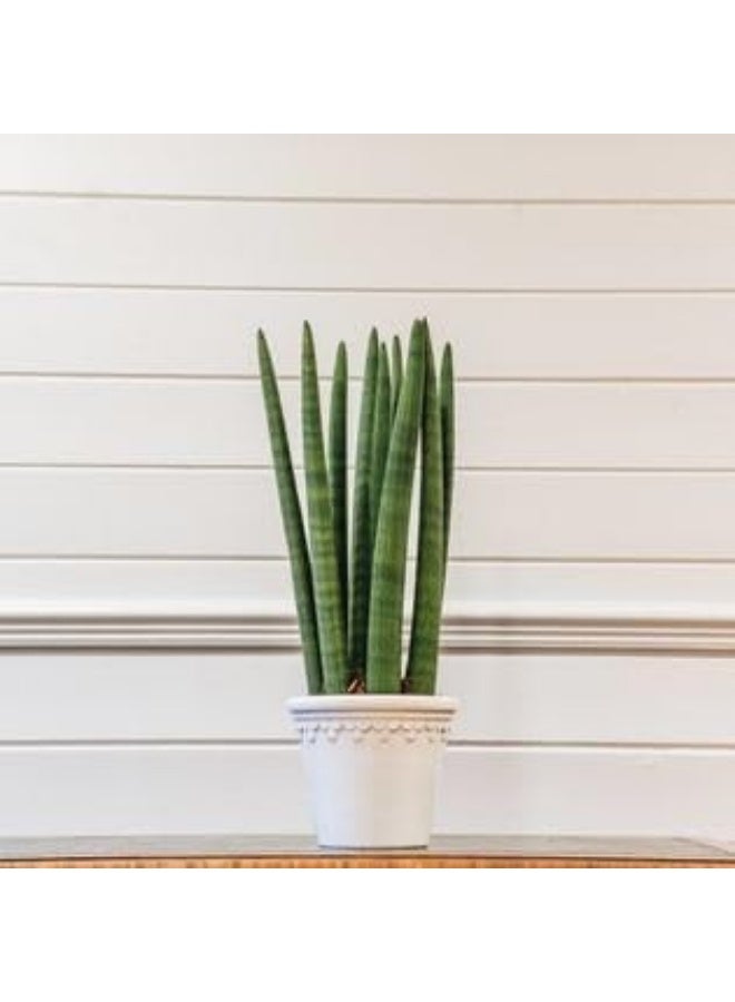 Natural Sansevieria in White Pot, Easy Care Indoor Plant - Image 2