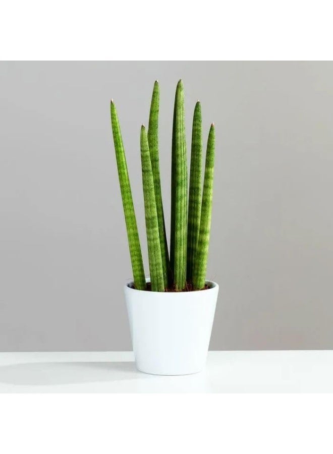 Natural Sansevieria in White Pot, Easy Care Indoor Plant - Image 1