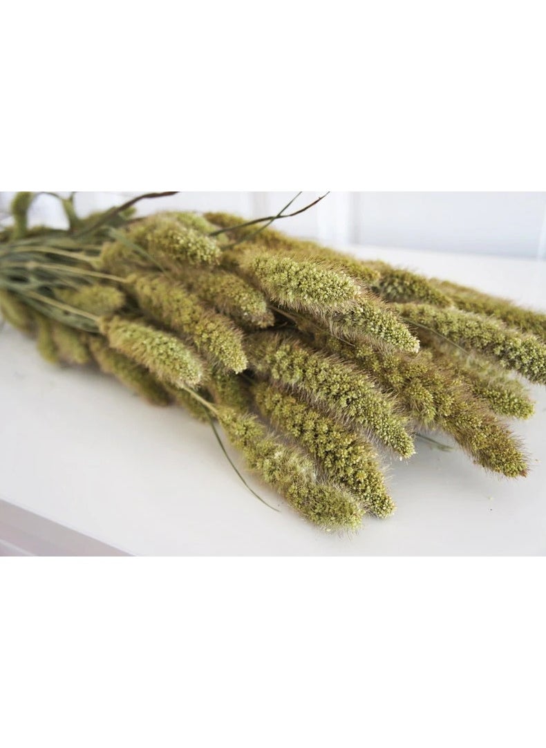 ماركة غير محددة زهور سيتاريا المجففة 20 قطعة  - Image 1