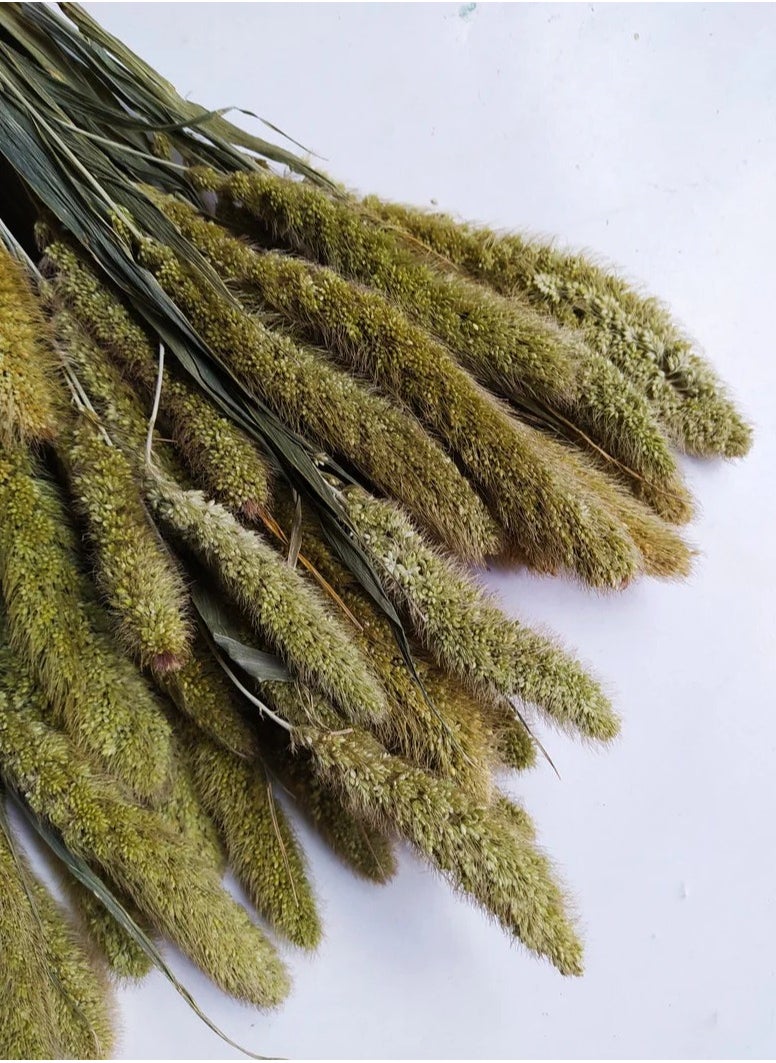 ماركة غير محددة زهور سيتاريا المجففة 20 قطعة  - Image 2