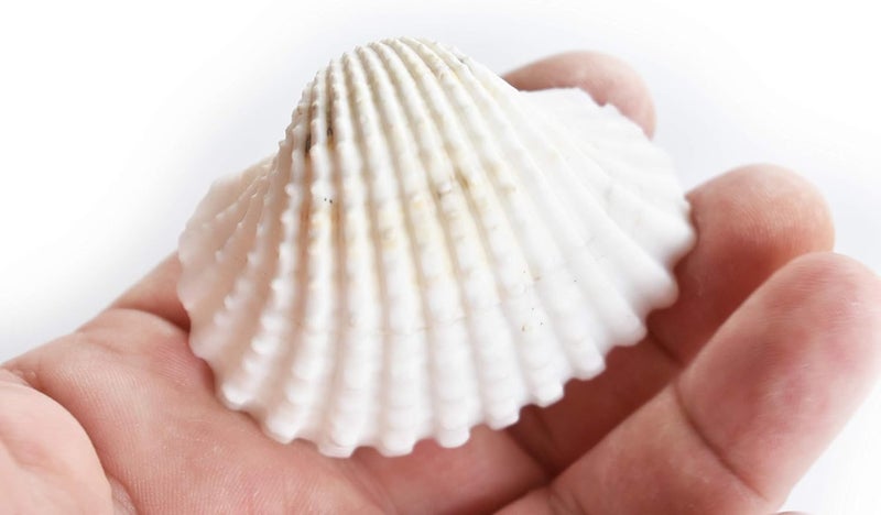 JUNERUSH White Ark Decorative Artificial Sea Shell use in Fish Tank Home Wedding DecorationsBeach Theme Party Sand Planted Substrate 15 - Image 2