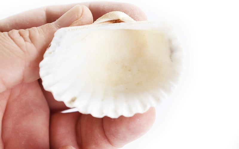 JUNERUSH White Ark Decorative Artificial Sea Shell use in Fish Tank Home Wedding DecorationsBeach Theme Party Sand Planted Substrate 15 - Image 3