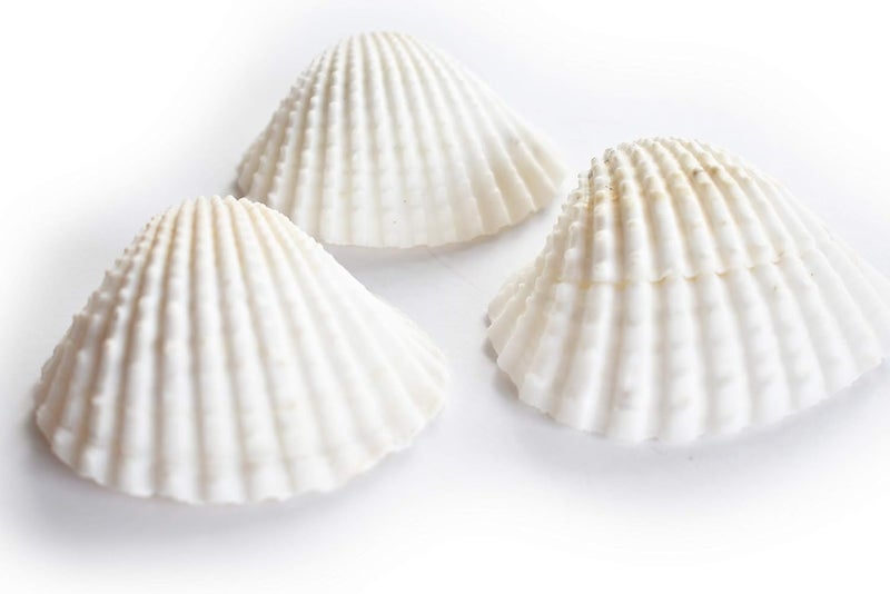 JUNERUSH White Ark Decorative Artificial Sea Shell use in Fish Tank Home Wedding DecorationsBeach Theme Party Sand Planted Substrate 15 - Image 4