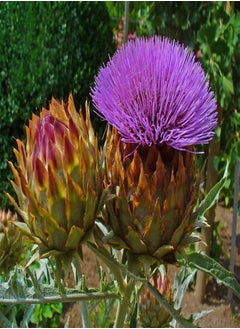 GGOOT Garden in The Bag - Cardoon/Spanish Artichoke - 50 Seeds - Cynara cardunculus  - Image 5